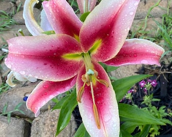 Stargazer Lily Live Plant Bulb