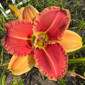 Daylily Live Plant 1 Fan