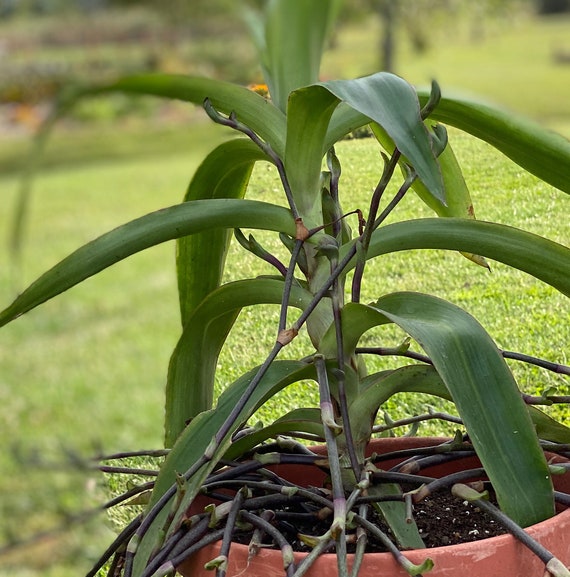 Callisia Fragrans Basket Plant 2 Fresh Cut Starts Etsy