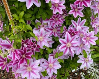 Clematis 15-Count Mixed Seed Pack - Exquisite Varieties for Your Garden