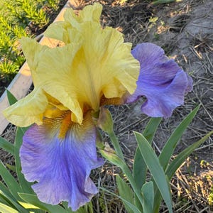 Yellow & Lavender Bearded Iris – 1 Live Fan