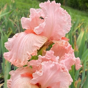 May include: Close-up of several light pink iris flowers with ruffled edges. The petals have a delicate, textured appearance, and the center of the flowers features a touch of orange. Green foliage provides a natural backdrop.