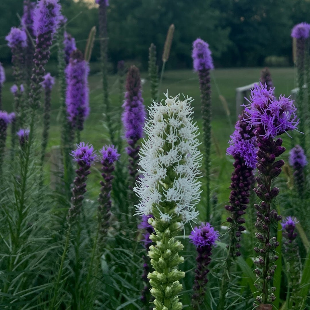 White Blazing Star, Live Plant Bulb, Liatris Spicata, Floristan White
