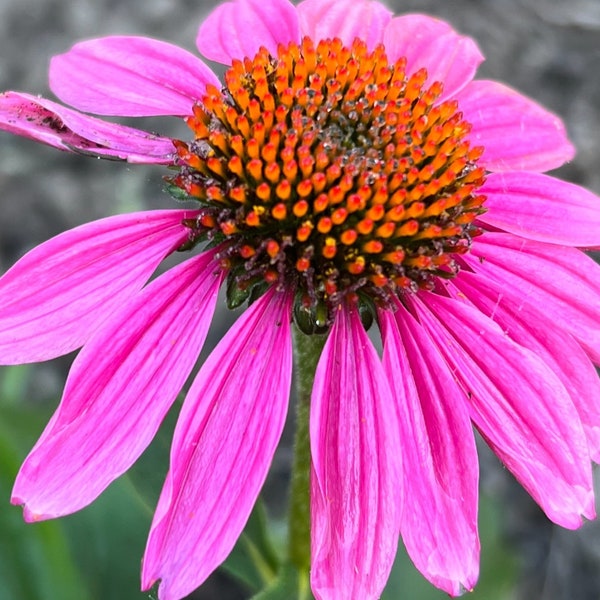 Coneflower Echinacea Mix Color Seed