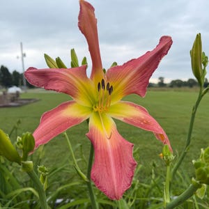 May include: A daylily flower with long, slender, wavy-edged petals in shades of dusty rose and coral, transitioning to a bright lime-green throat. The center features prominent yellow stamens with dark brown anthers, surrounded by green buds.