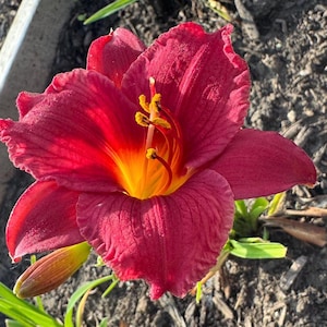 May include: A close-up of a vibrant red daylily flower with a yellow and orange center. The petals are ruffled and textured, with visible stamens. The flower is in full bloom, showcasing its intricate details.
