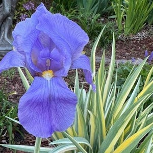 Zebra Bearded Iris – Purple Bloom with Variegated Foliage