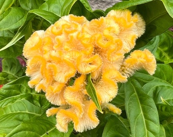 Celosia Cockscomb Mixed Color Variety Seed