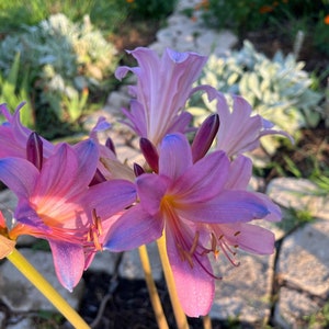 May include: Close-up of pink and purple flowers with blue edges, blooming in a garden setting. The flowers have long, yellow stems and are surrounded by green foliage and gray stones.