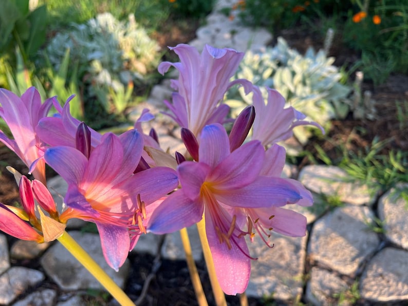 May include: Close-up of pink and purple flowers with blue edges, blooming in a garden setting. The flowers have long, yellow stems and are surrounded by green foliage and gray stones.