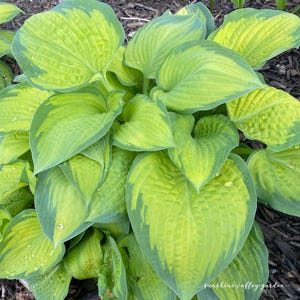Hosta 2 Live Plnt mix