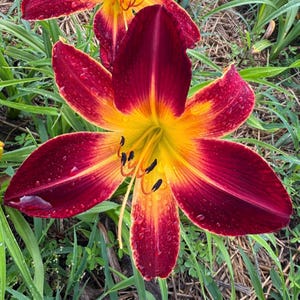 May include: A daylily flower with six large, pointed petals featuring deep burgundy red edges that transition into a bright yellow center. The petals are covered in small water droplets, and the flower has prominent dark-tipped stamens.