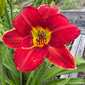 May include: A vibrant daylily flower featuring six large, deep red petals with ruffled edges and a bright yellow-green throat. The center of the bloom displays prominent dark-tipped stamens and a single curved yellow pistil extending outward.