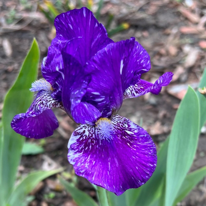 Dwarf Bearded Iris – Deep Purple & White Splash - Etsy