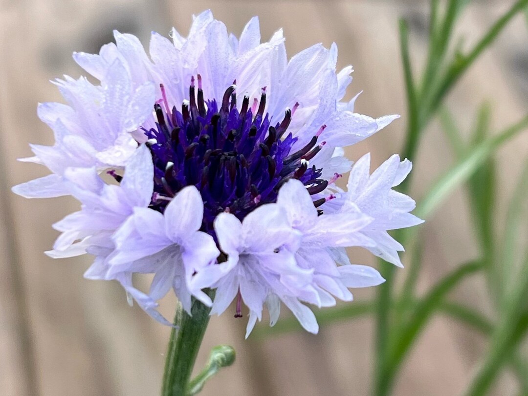 Cornflower Bachelor Button Seeds - Tall Pink Heirloom, Non-GMO, 400 Seeds By Mother Nature's Seeds