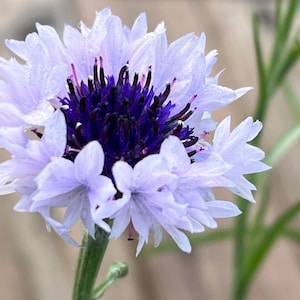 Mixed Cornflower Seeds – 50 Seeds | Bachelor’s Button | Easy-Care Garden Flower