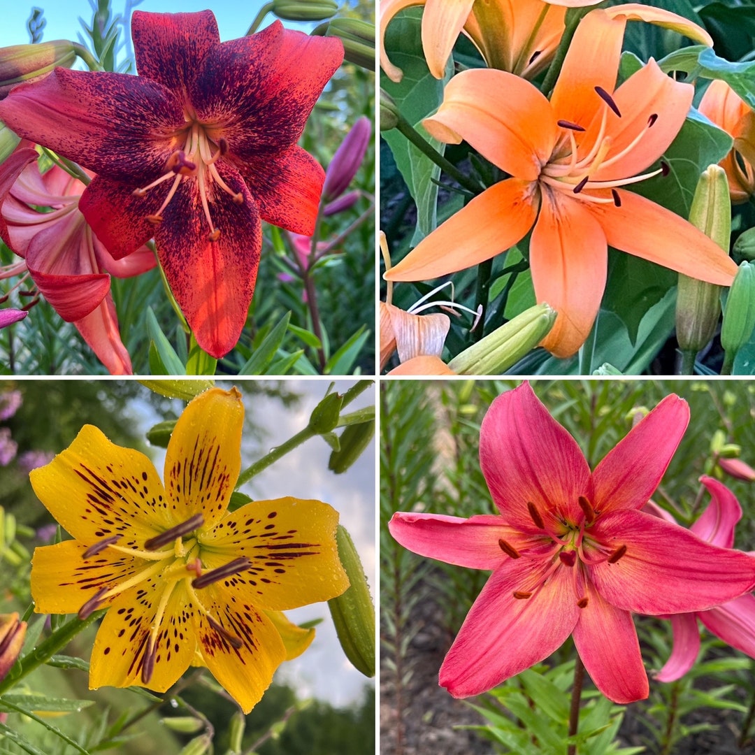 Asiatic Tiger Lily Seed Mix 100 Etsy