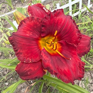 May include: A large daylily flower with deep red, ruffled petals and a vibrant yellow-orange throat. The bloom features prominent yellow stamens and a central pistil, surrounded by long, slender green leaves and a partially visible flower bud.