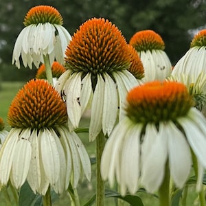 Coneflower Echinacea Mix Color Seed