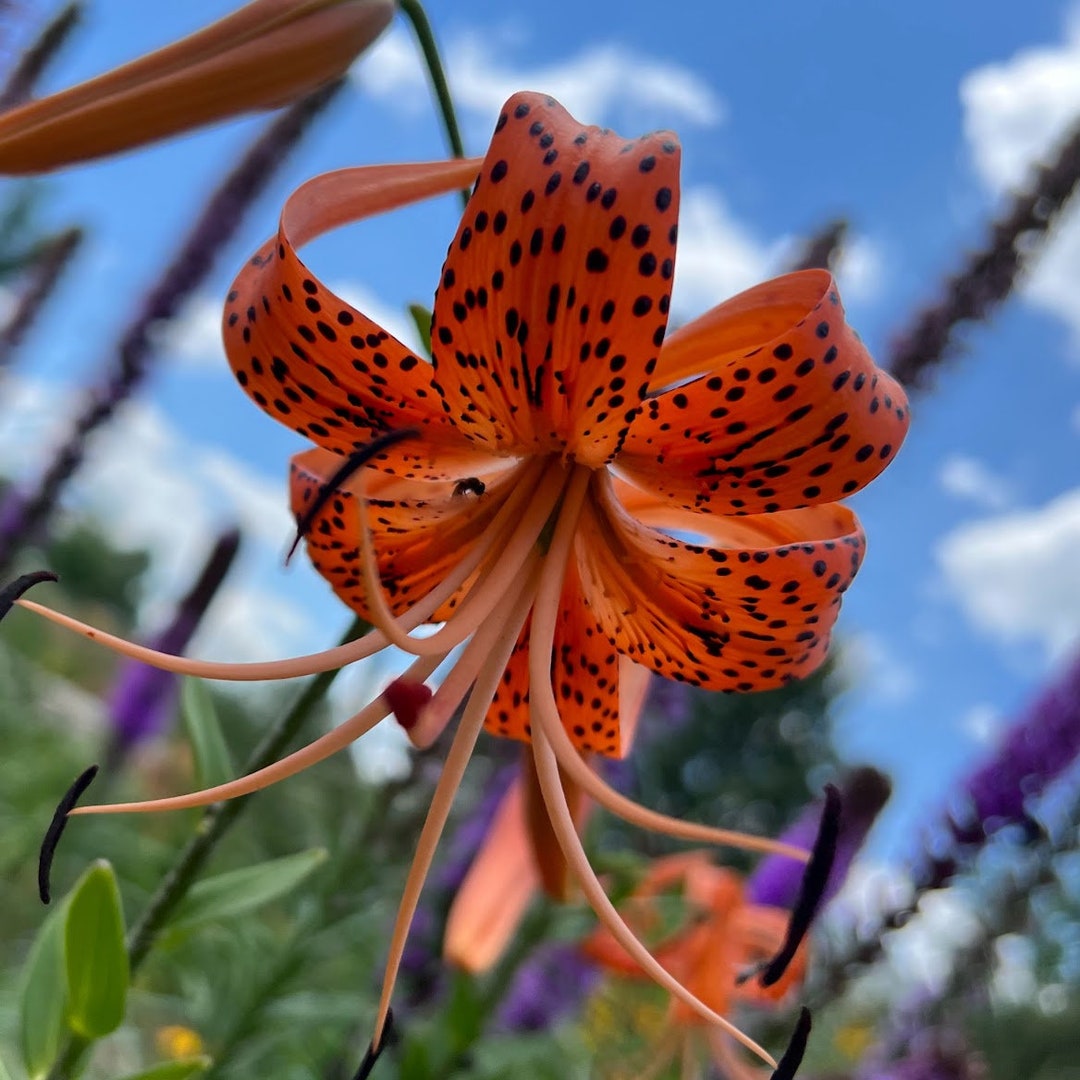 Turk's Cap Lily Tiger Lily 5 Bulbets Bulbils Etsy