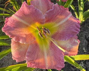Soft Rose Pink Daylily – 1 Live Fan | Elegant Pastel Bloom