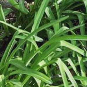 May include: A close-up of a patch of green grass with long, narrow blades. The grass is growing in a dense clump, and the blades are all pointing in different directions.