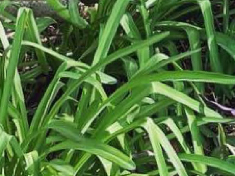 May include: A close-up of a patch of green grass with long, narrow blades. The grass is growing in a dense clump, and the blades are all pointing in different directions.