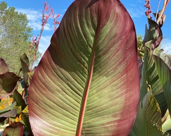 Giant Musaefolia Canna Bulb – Banana Canna – Huge Tropical Garden Plant