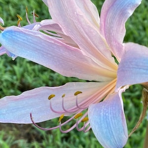 May include: A close-up of a delicate pink and blue flower with yellow pollen. The flower has long, thin petals and a central stamen.