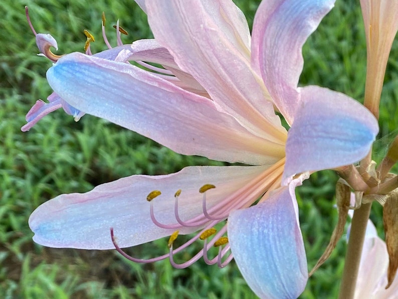 May include: A close-up of a delicate pink and blue flower with yellow pollen. The flower has long, thin petals and a central stamen.