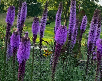 Blazing Star (Liatris) Live Plant Bulb | Butterfly Magnet