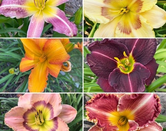 Daylily 4 Mixed Color Variety Plants Hemerocallis