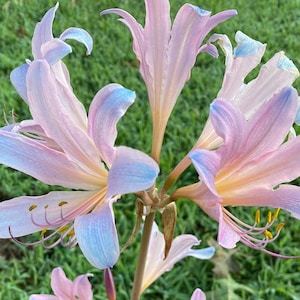 May include: A cluster of pink and blue flowers with yellow centers and long, thin petals. The flowers are in bloom and have a delicate, ethereal appearance.