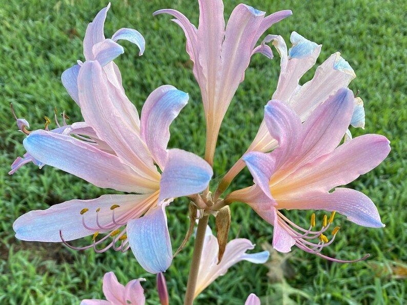 May include: A cluster of pink and blue flowers with yellow centers and long, thin petals. The flowers are in bloom and have a delicate, ethereal appearance.