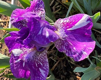 Dwarf Bearded Iris – Deep Purple & White Splash