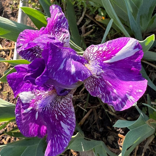Iris barbudo enano – Púrpura intenso y salpicadura blanca