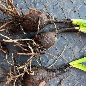 May include: Three large, brown, bulbous plant roots with long, thin, brown roots attached. The roots are lying on a gray, textured surface.
