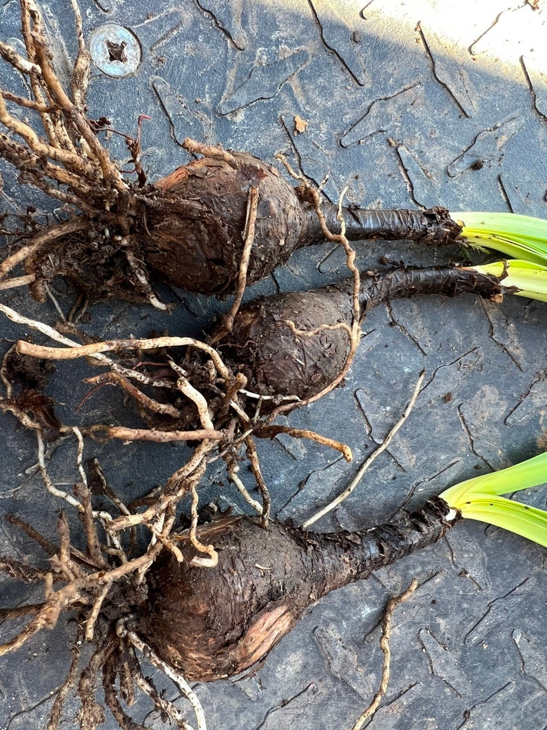 May include: Three large, brown, bulbous plant roots with long, thin, brown roots attached. The roots are lying on a gray, textured surface.