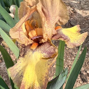 Bearded Iris Live Plant 1 Fan