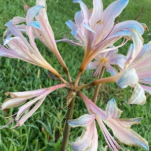 May include: A cluster of delicate, pale pink and blue flowers with long, slender petals. The flowers are arranged in a starburst pattern, with the stems meeting in the center.