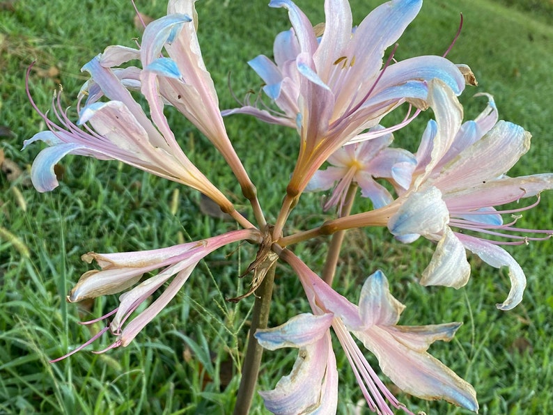May include: A cluster of delicate, pale pink and blue flowers with long, slender petals. The flowers are arranged in a starburst pattern, with the stems meeting in the center.