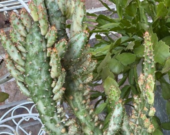 Variegated Joseph's Coat Cactus: Easy Care Succulent - 10-15" Tall - Etsy