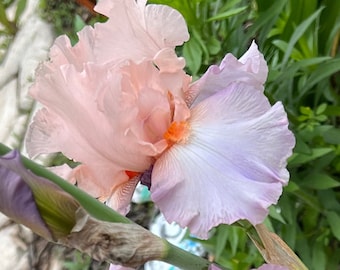 Bearded Iris Live Plant Fan