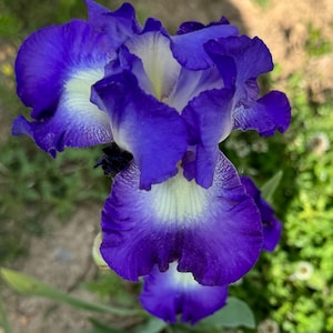 May include: Close-up of a vibrant iris flower with ruffled, deep purple petals edged in white. The flower's center has a yellow hue, and the petals display intricate patterns. The background is blurred, suggesting a garden setting.
