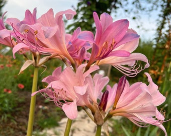 Surprise Lily Live Plant Bulb Resurrection Lily