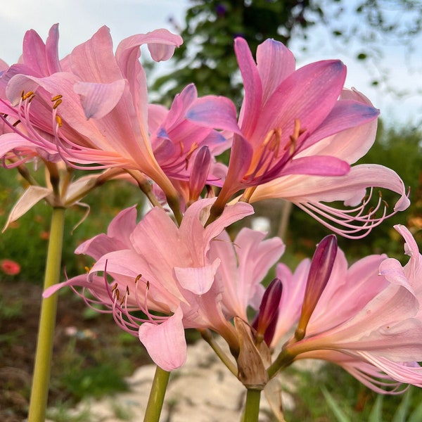 Surprise Lily Bulbs – 2 Resurrection Lily (Lycoris Squamigera)