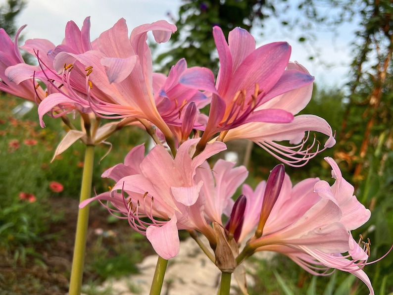 May include: A cluster of pink spider lilies with long, delicate petals and yellow stamens. The flowers are in bloom and have a soft, delicate appearance.