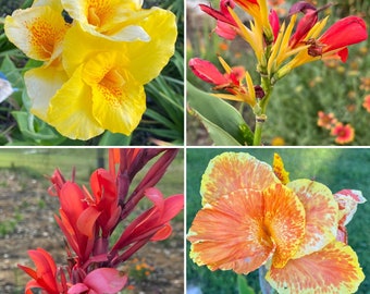 Canna Lily Seed Mix - Diverse Colors in Every Pack