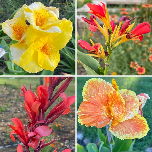 Canna Lily Seed Mix - Diverse Colors in Every Pack