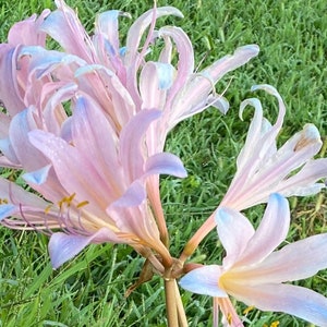 May include: A cluster of delicate pink and blue flowers with long, slender petals. The flowers are arranged in a loose bouquet and have a soft, ethereal appearance.